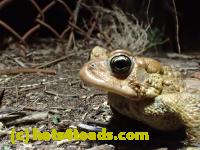 /home//u458753944/public_html/sourcegallery///////////////////////Roxborough Toad Detour/2013-2019/2017/P4110691.JPG